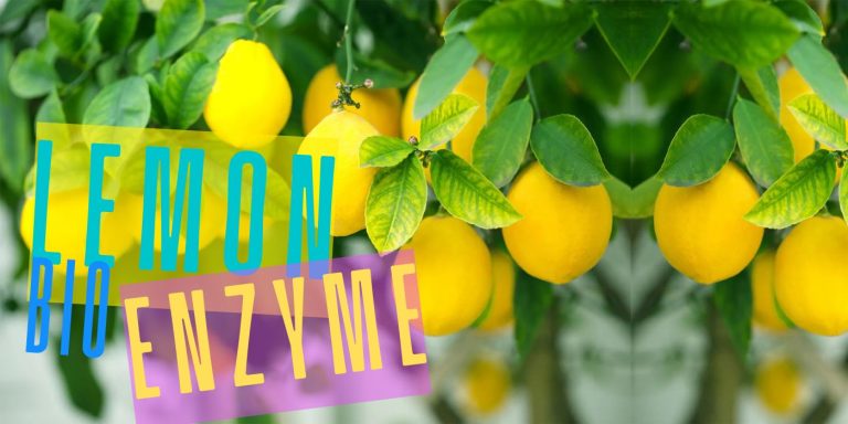 Citrus Bioenzyme (Lemon) Handmade Cold Process Soap: The Ayurvedic Lightning Bolt