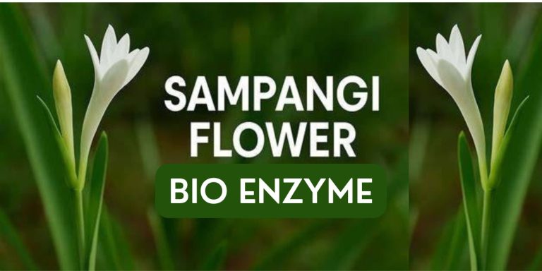 Sambangi Bioenzyme Handmade Cold Processed Soap – Ayurvedic Radiance for Your Skin